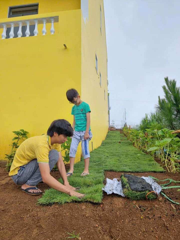Cây cỏ nhung nhật 1m vuông