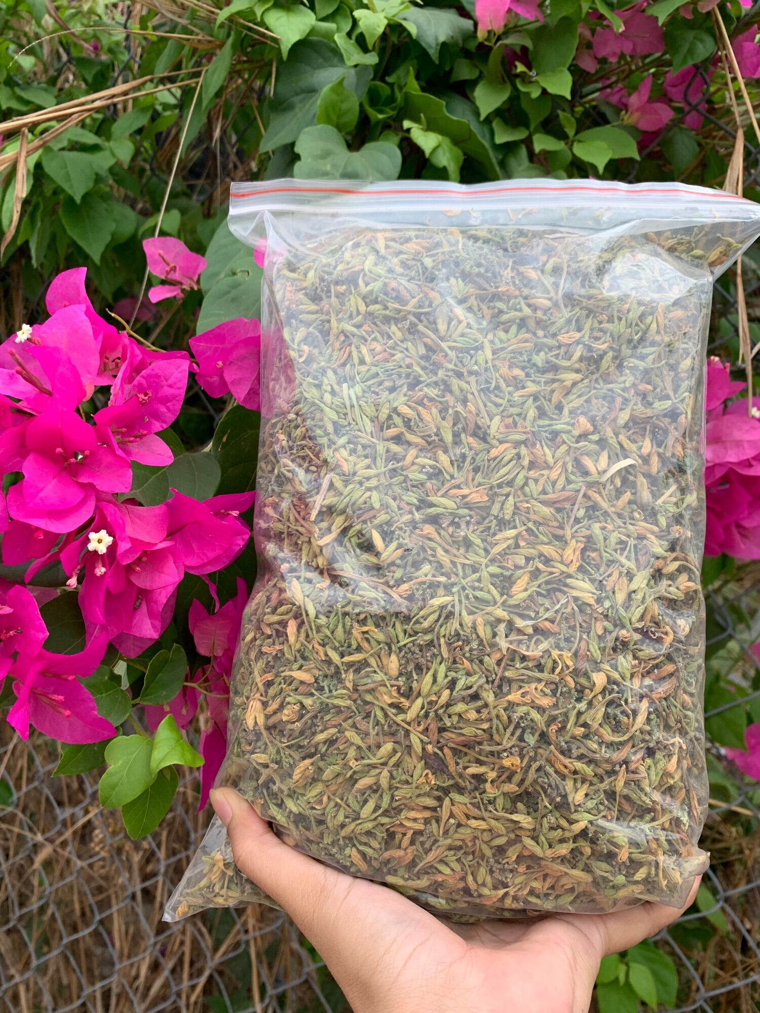 Hoa đu đủ sấy khô 100g-500g-1kg