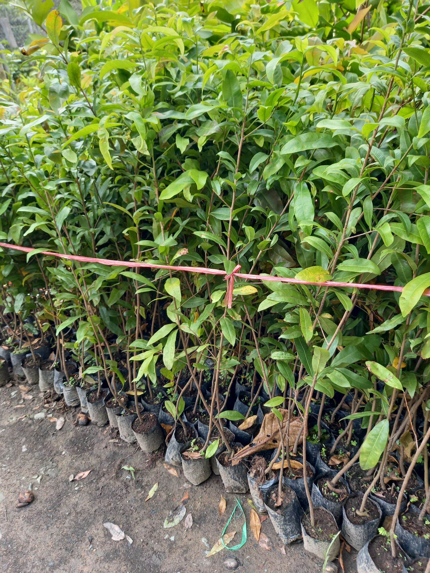 cây giống mai vàng hoa thơm