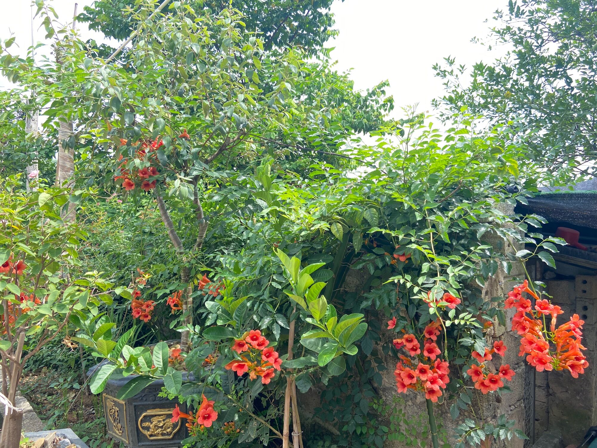 Hoa đăng tiêu