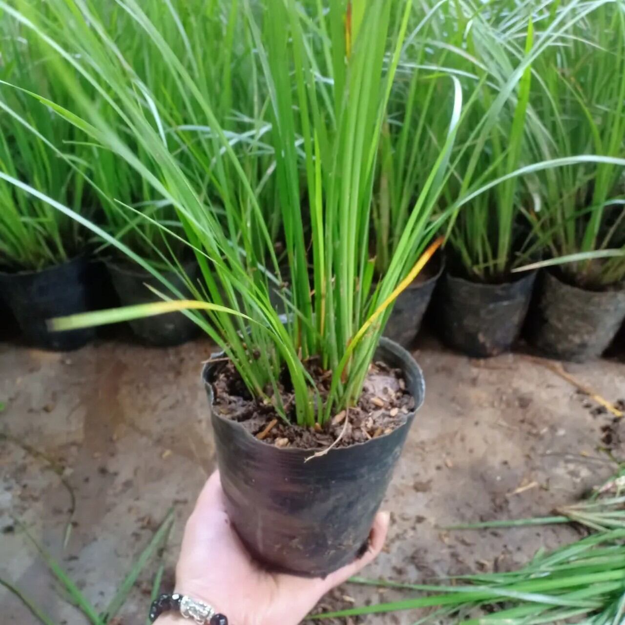 Cây giống lá thắng cố cây cảnh,cây gia vị