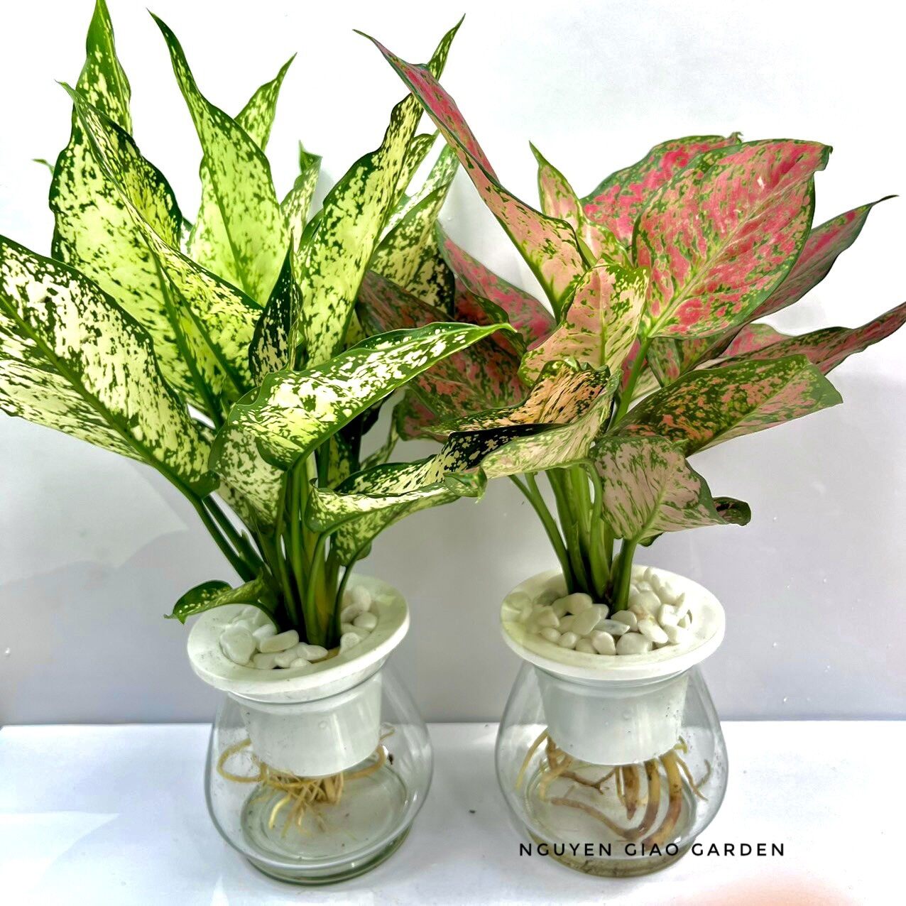 Ngọc Ngân Vạn Lộc Thủy Sinh