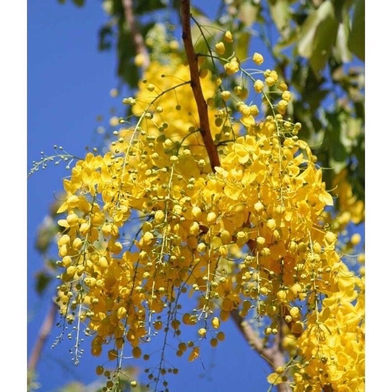 cây hoa muồng hoàng yến (1 bầu tặng kèm phân bón)