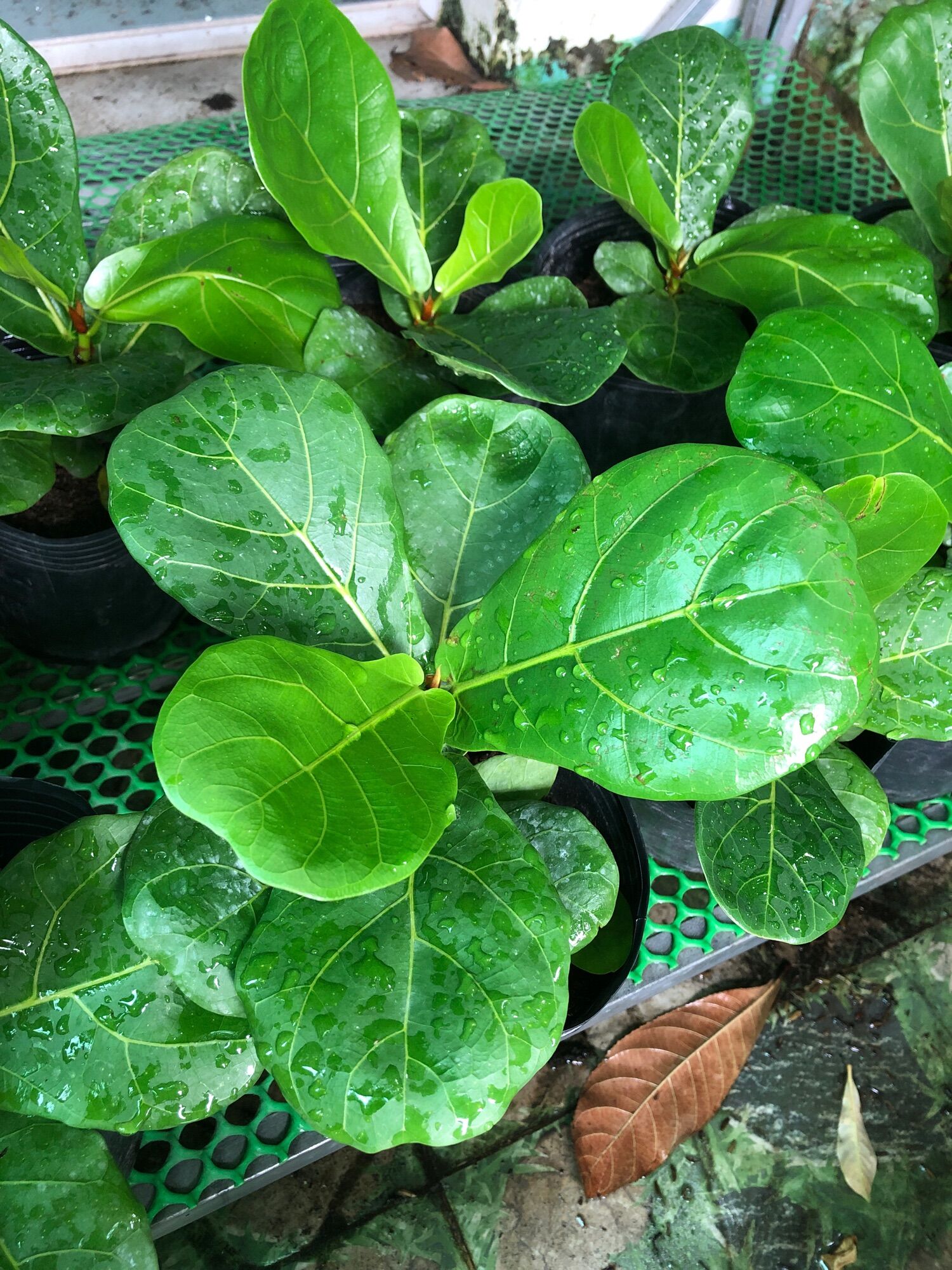 Cây bàng Singapore mini để bàn