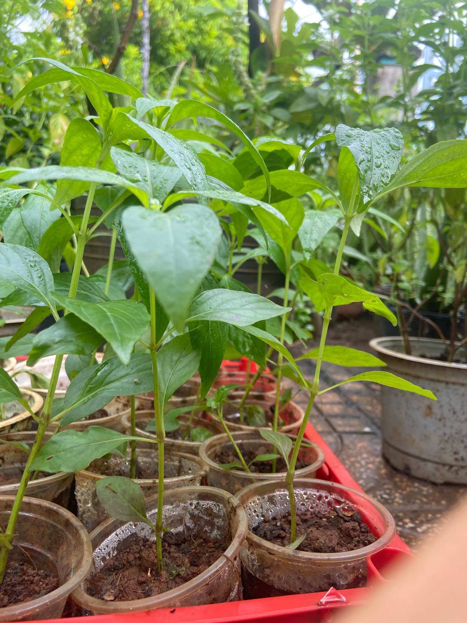 Cây giống xuyên tâm liên
