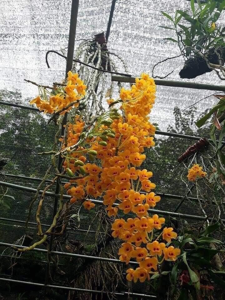 Phi điệp vàng hàng rừng Tây Bắc(1 bó)