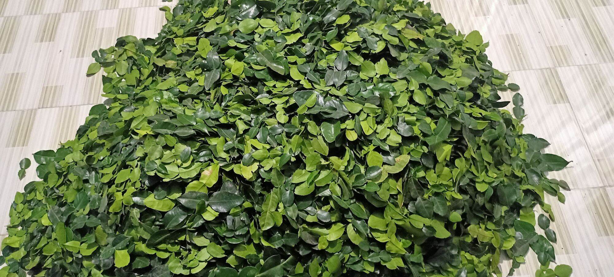 Lá chúc tươi 1kg lá chanh thái