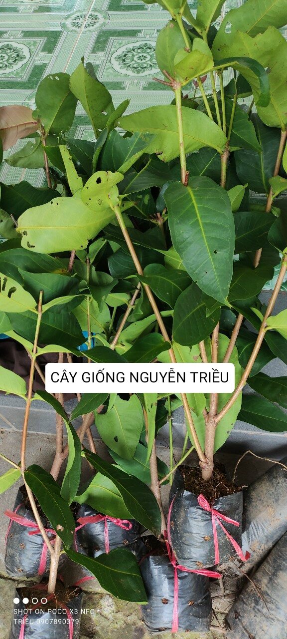 Cây giống mận xanh tam hoa