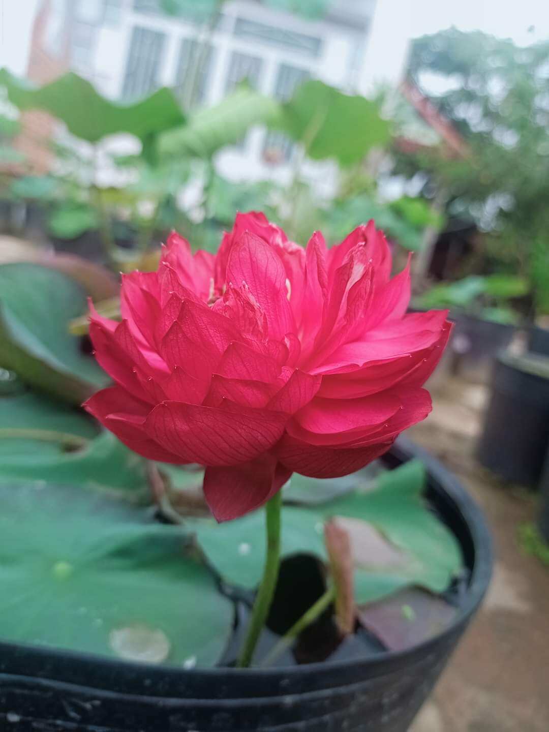 giống sen đỏ chery