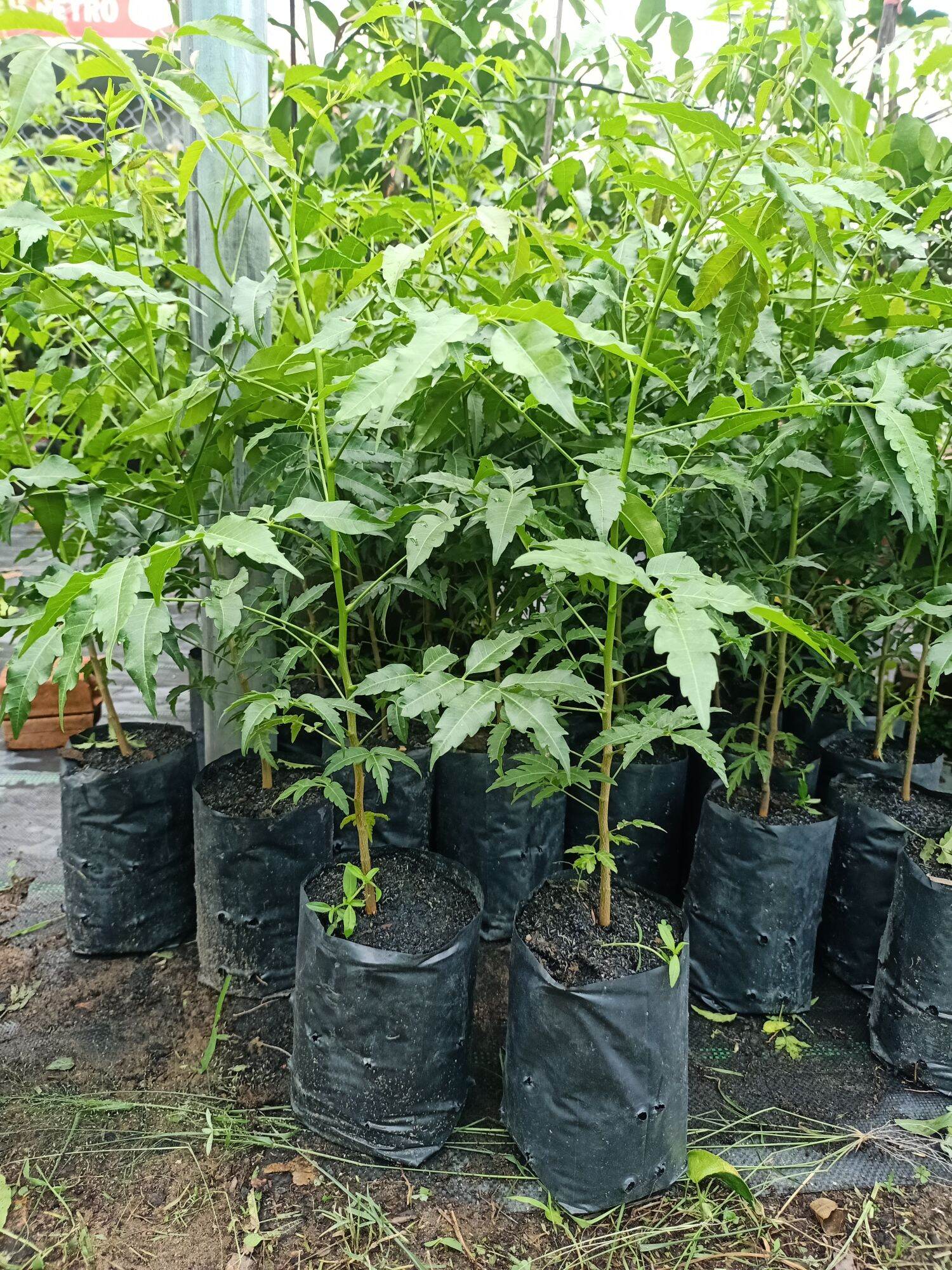 Sầu đâu ăn lá combo 2cây