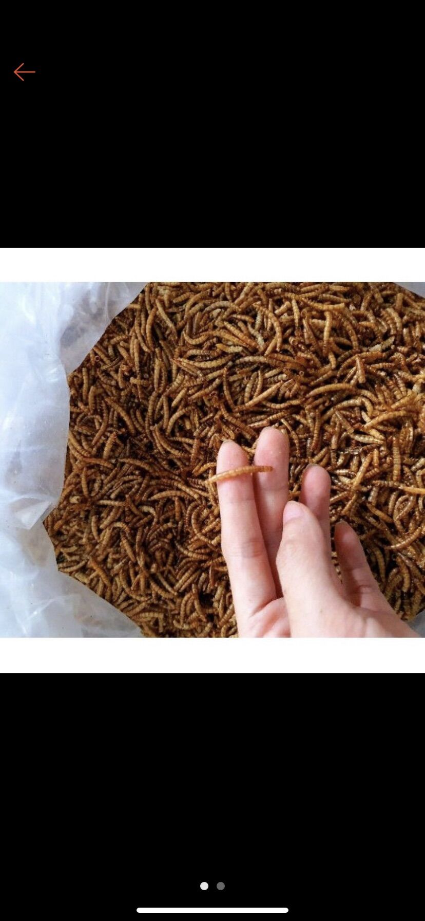 Sâu rang superworm 10g dành cho nhím kiểng,hamster,…..
