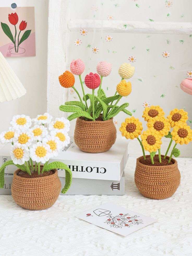 Hoa len chậu cúc để bàn siêu xinh