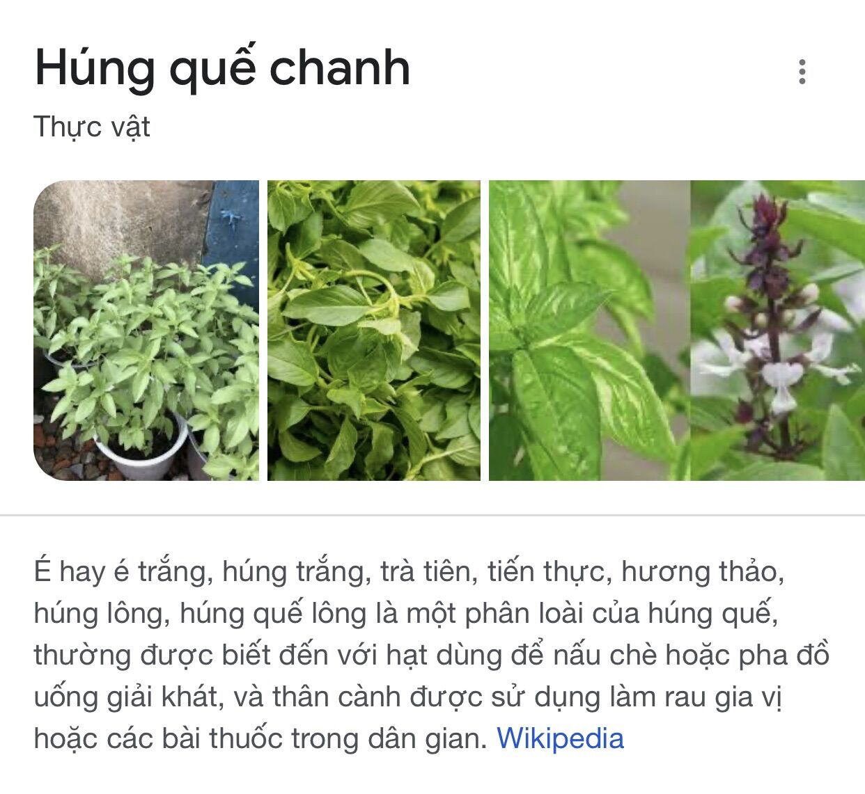 Chậu rau cây lá é/ é trắng- thơm sả chanh hấp dẫn