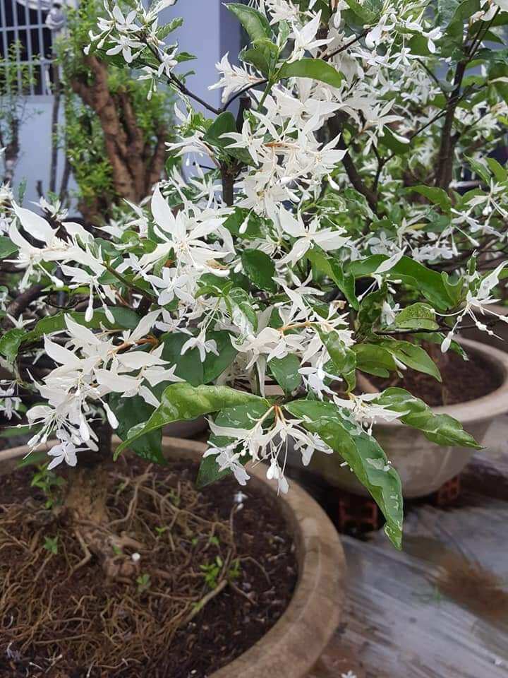 @7798467O2 (ZL) Cây Mai chiếu thủy cẩm thạch đọt màu trắng