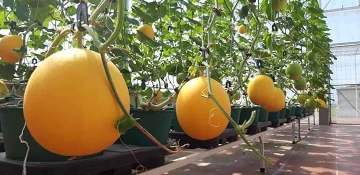 Dinh dưỡng thủy canh bột khô NoVa Melon sét 20