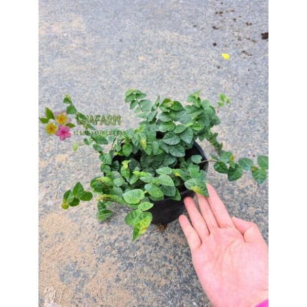 Cây thằn lằn/ cây tắc kè leo