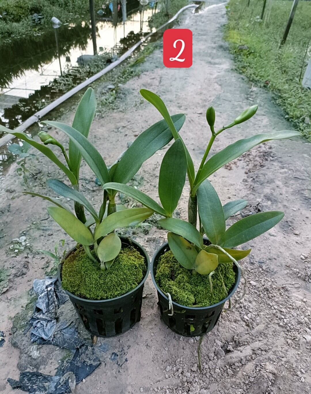 Cattleya mini Landwood đang nụ hoa thơm