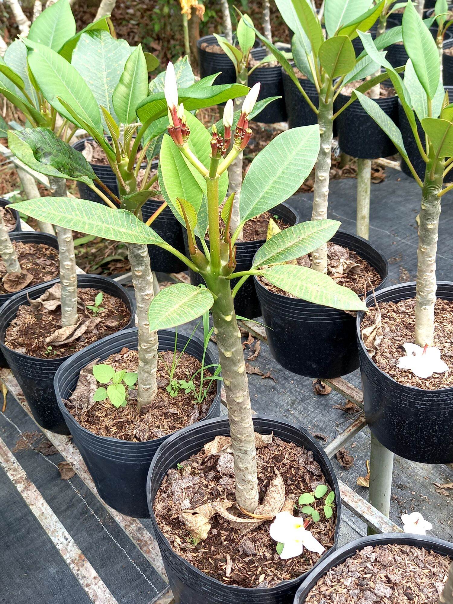 cây sứ đại thái hoa thơm