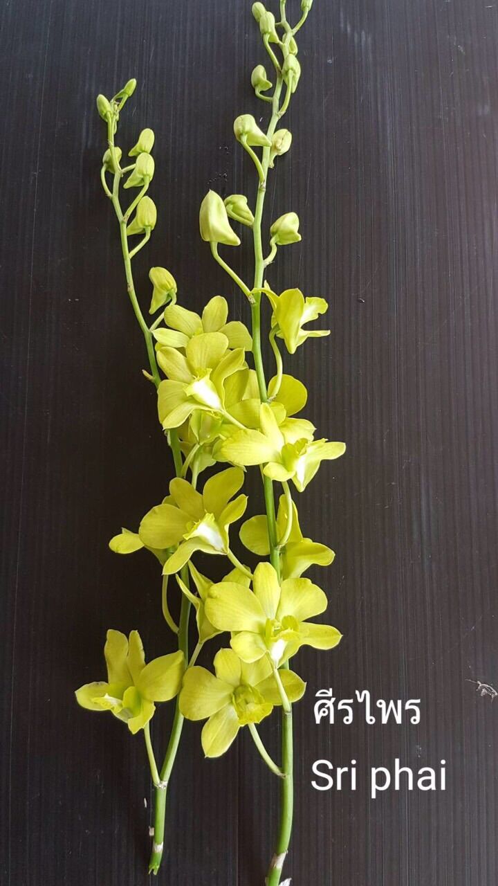 Dendro Hoa Màu Xanh - cây không hoa
