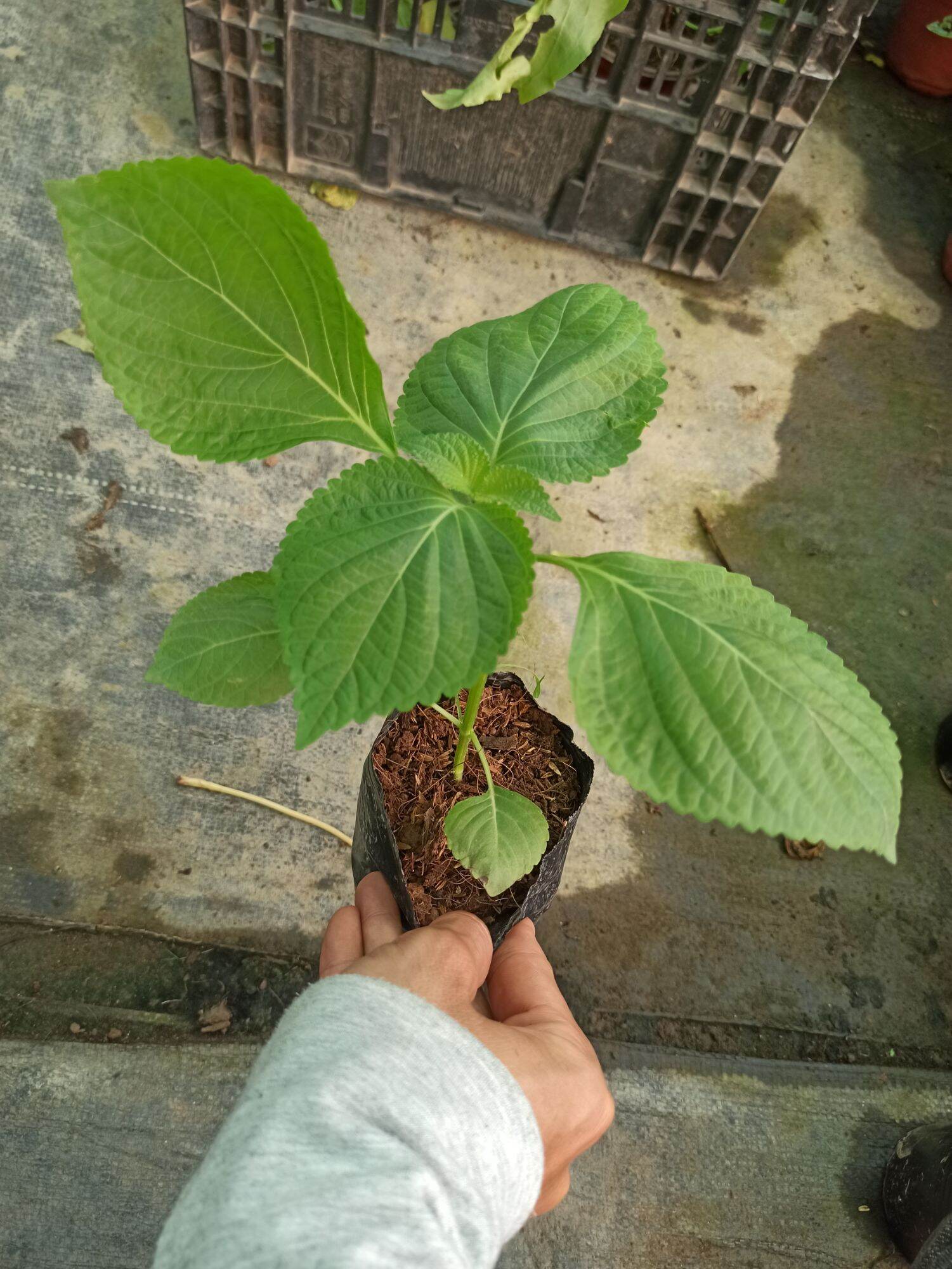 cây lá mè hàn quốc ( lá nhíp)