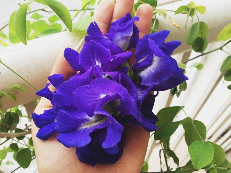 10 hạt giống hoa đậu biếc