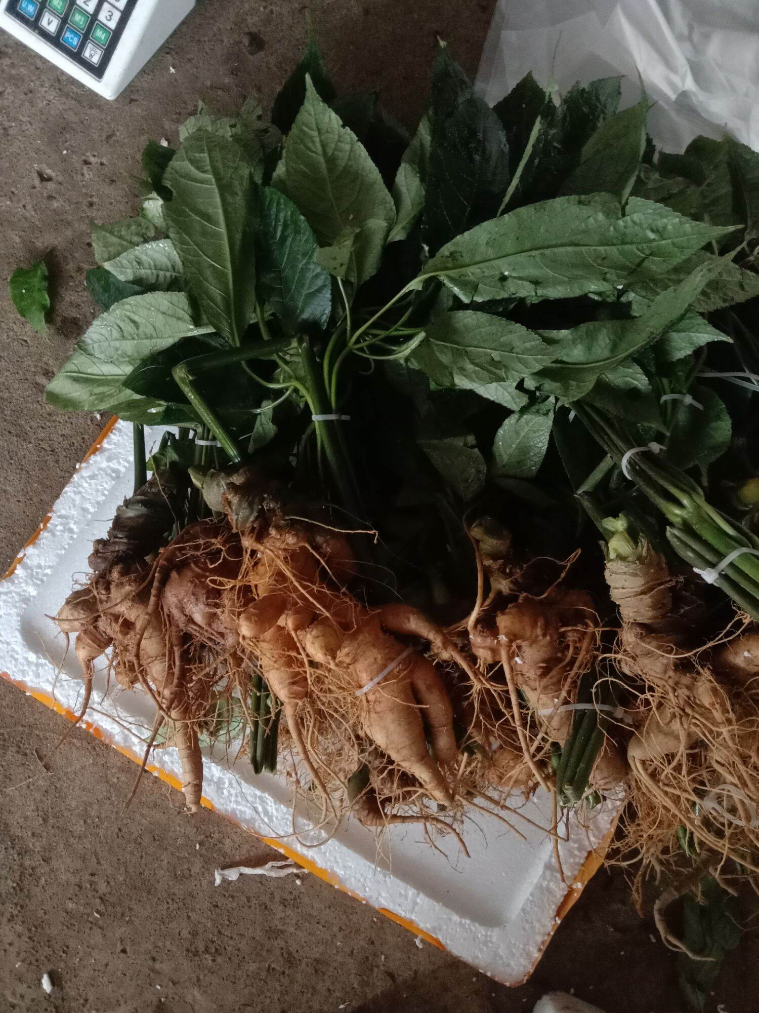 2 củ sâm Ngọc Linh trồng (ủ rượu hút chân không gửi)
