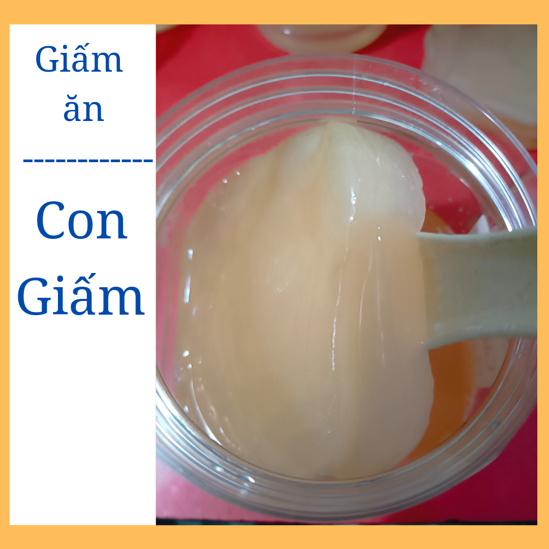 Giấm Nuôi có con giấm dày, to