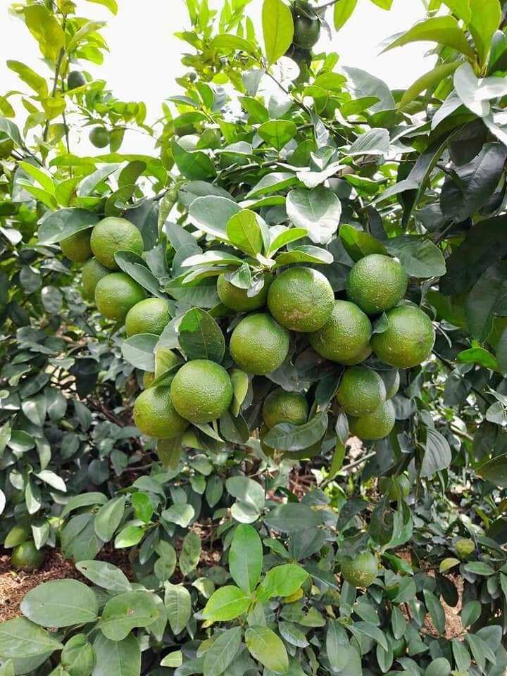Cây giống chanh không hạt