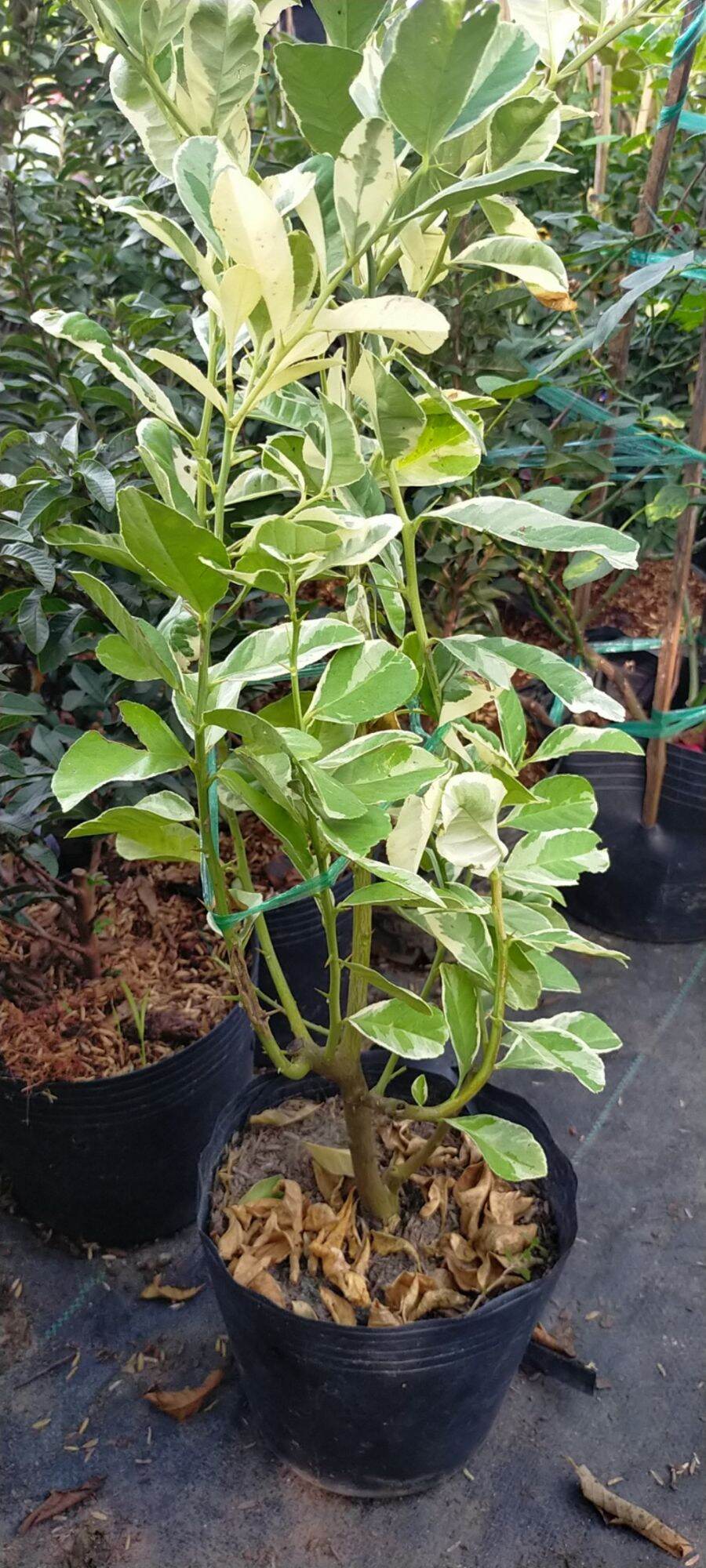 Cây giống chanh cẩm thạch