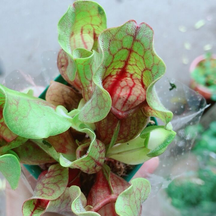 Cây bắt mồi hàng đẹp