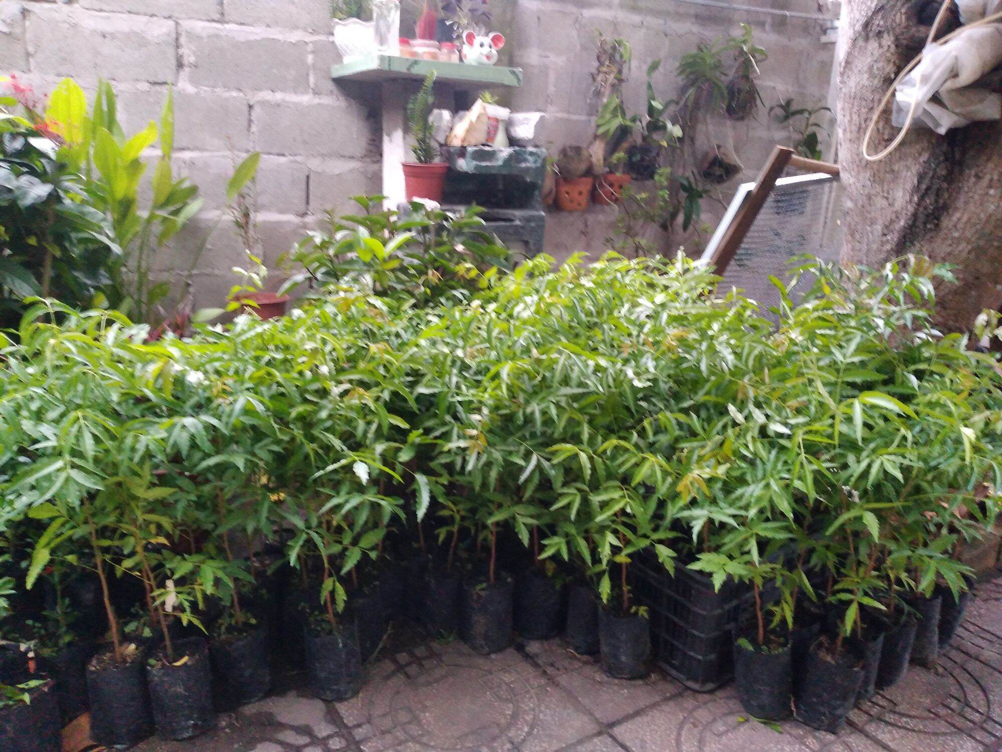 Cây Sầu Đâu ( 40-50cm)