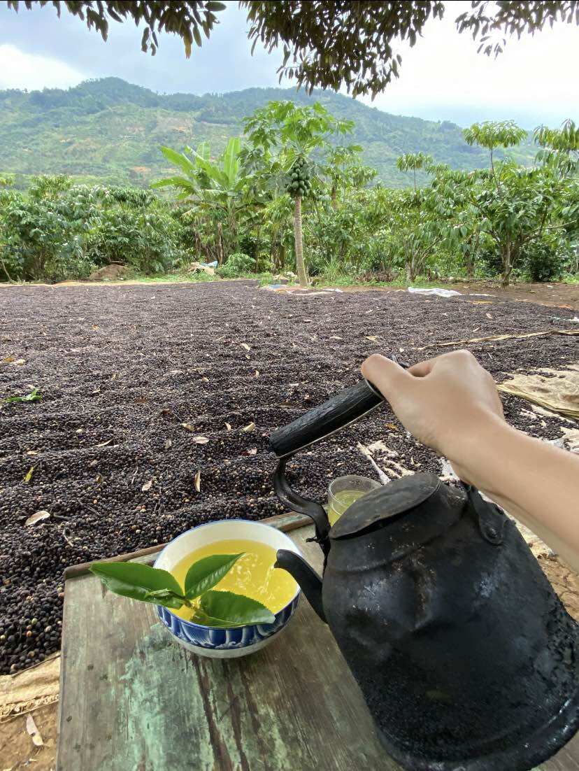 1kg lá trà xanh tươi Lâm Đồng