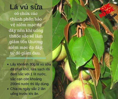 Combo lá đinh lăng và lá sung non 400g