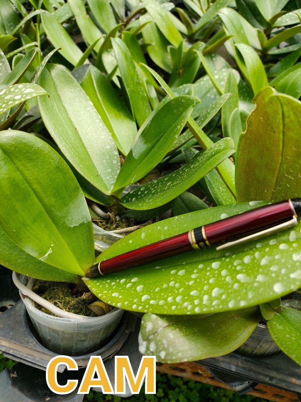 lan hđ cốc 2.5 hoa cỡ trung màu cam