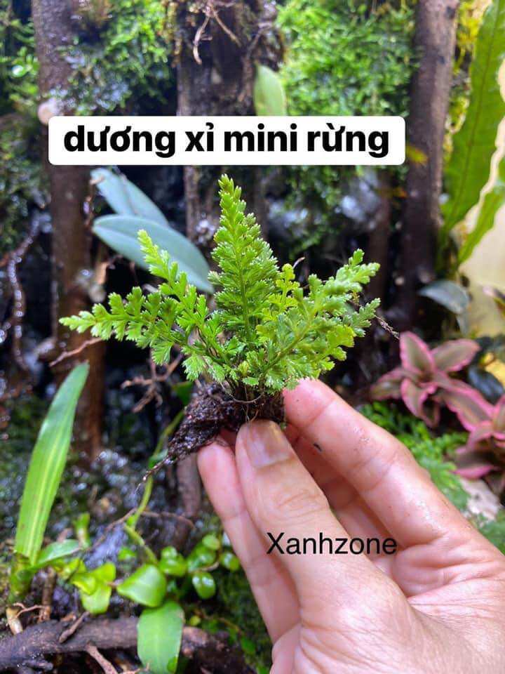 Dương xỉ mini rừng, cây trồng terrarium, bán cạn, tiểu cảnh