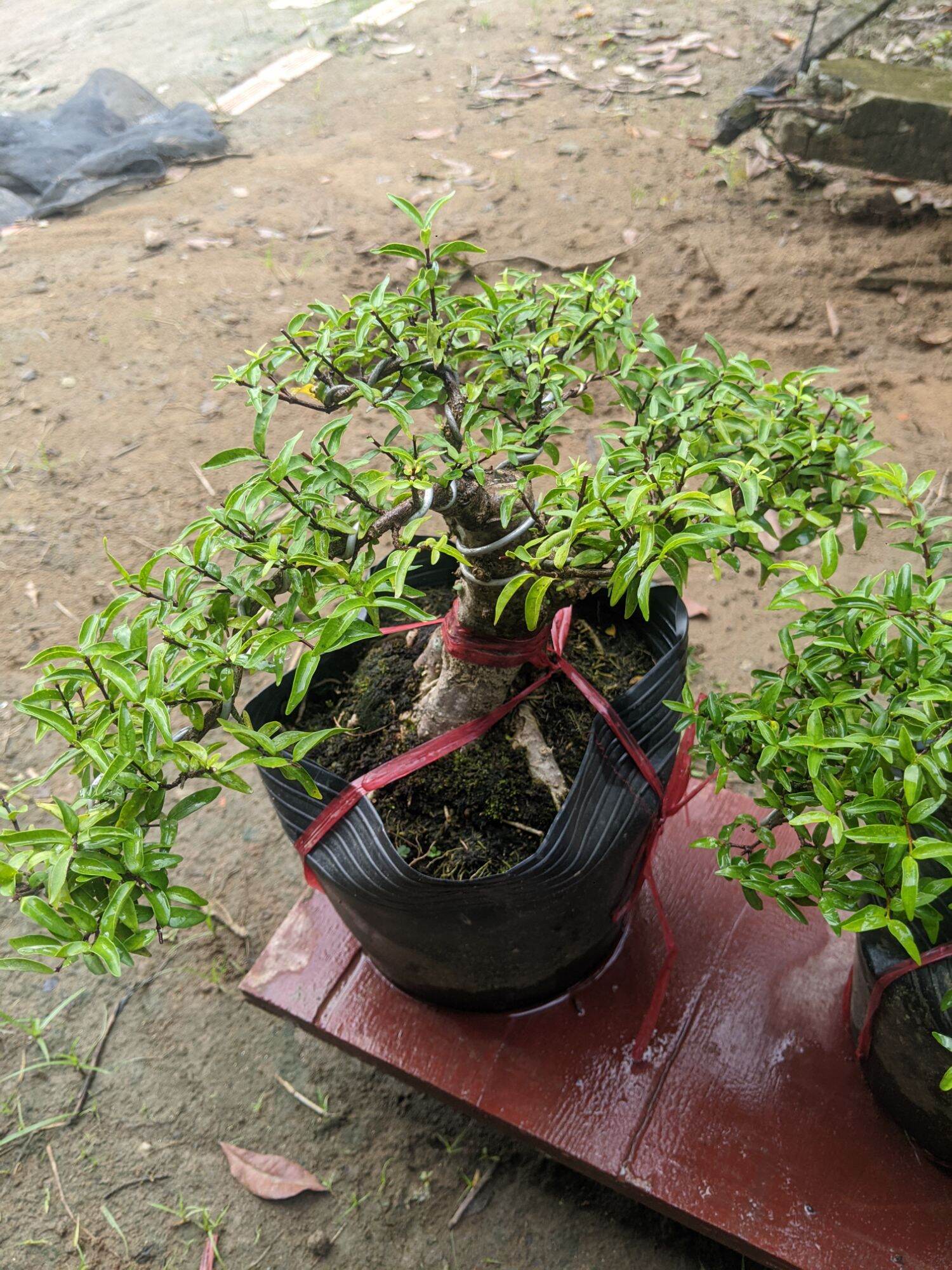 Bonsai Mai chiếu thủy đã tạo hình dáng , gốc to đẹp , tàn đẹp. Hình thật tế tại cửa hàng
