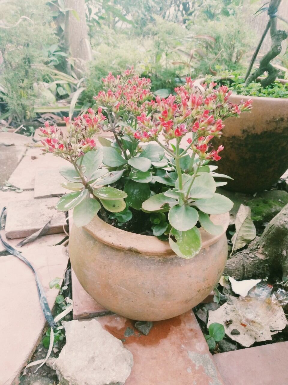 Cây Sống Đời Kiểng Đẹp (đỏ)