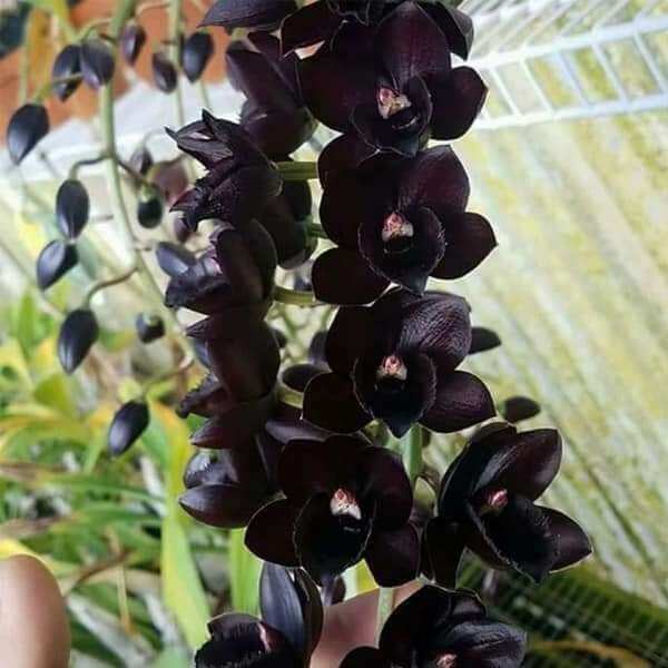 Thiên nga giống đủ màu