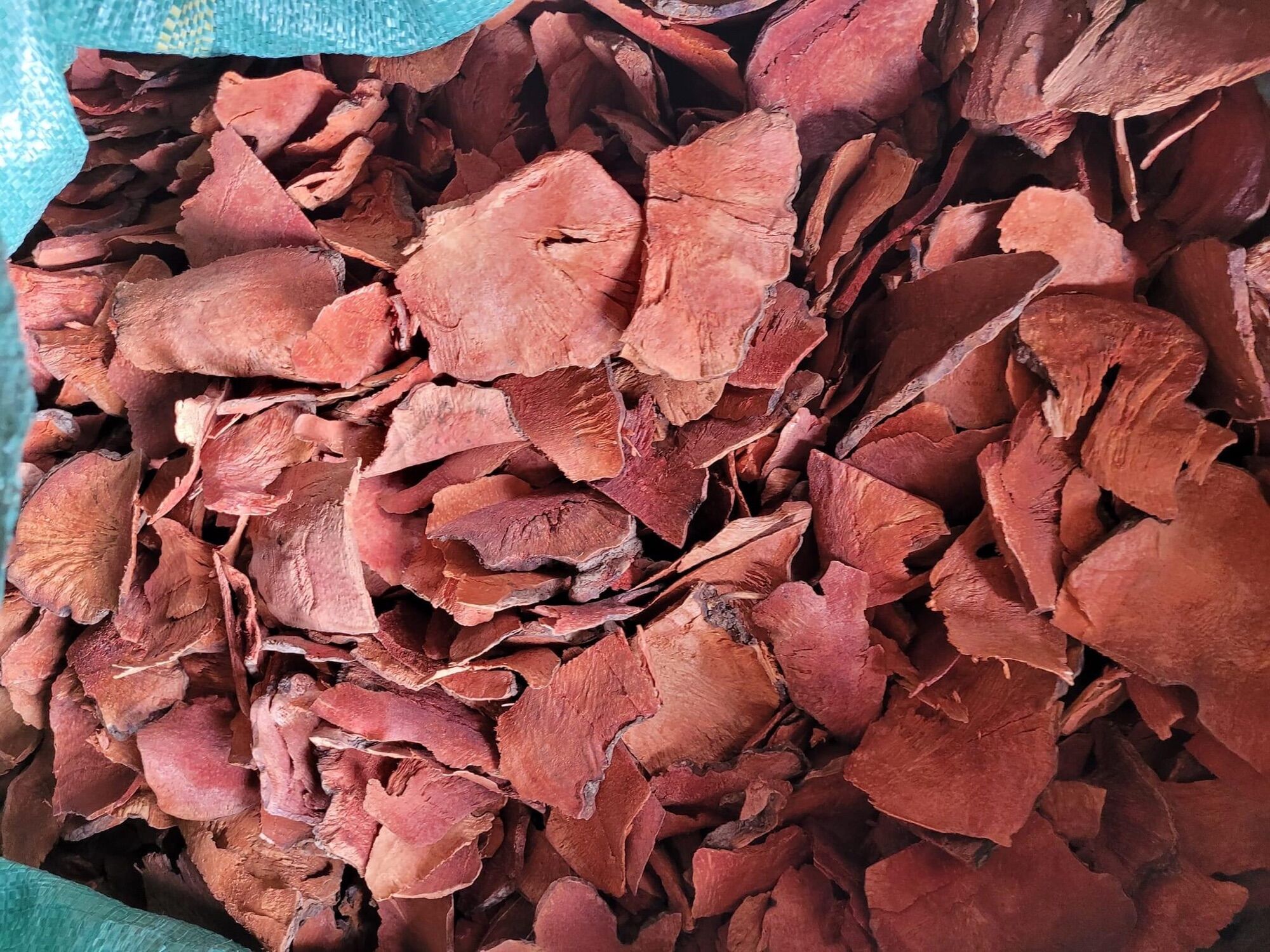 Thổ phục linh đỏ rừng Tây Bắc