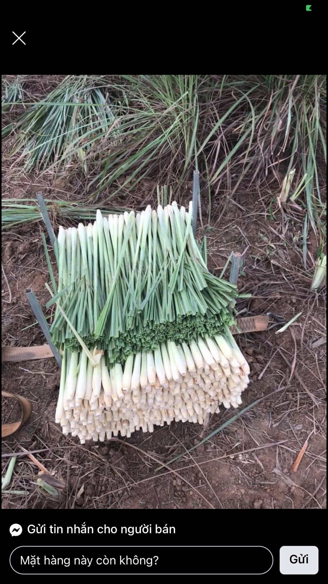 Sả cây 1kg
