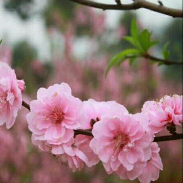 COMBO 2 CÂY GIỐNG ĐÀO BÍCH ĐÀO PHAI TẾT CHO HOA