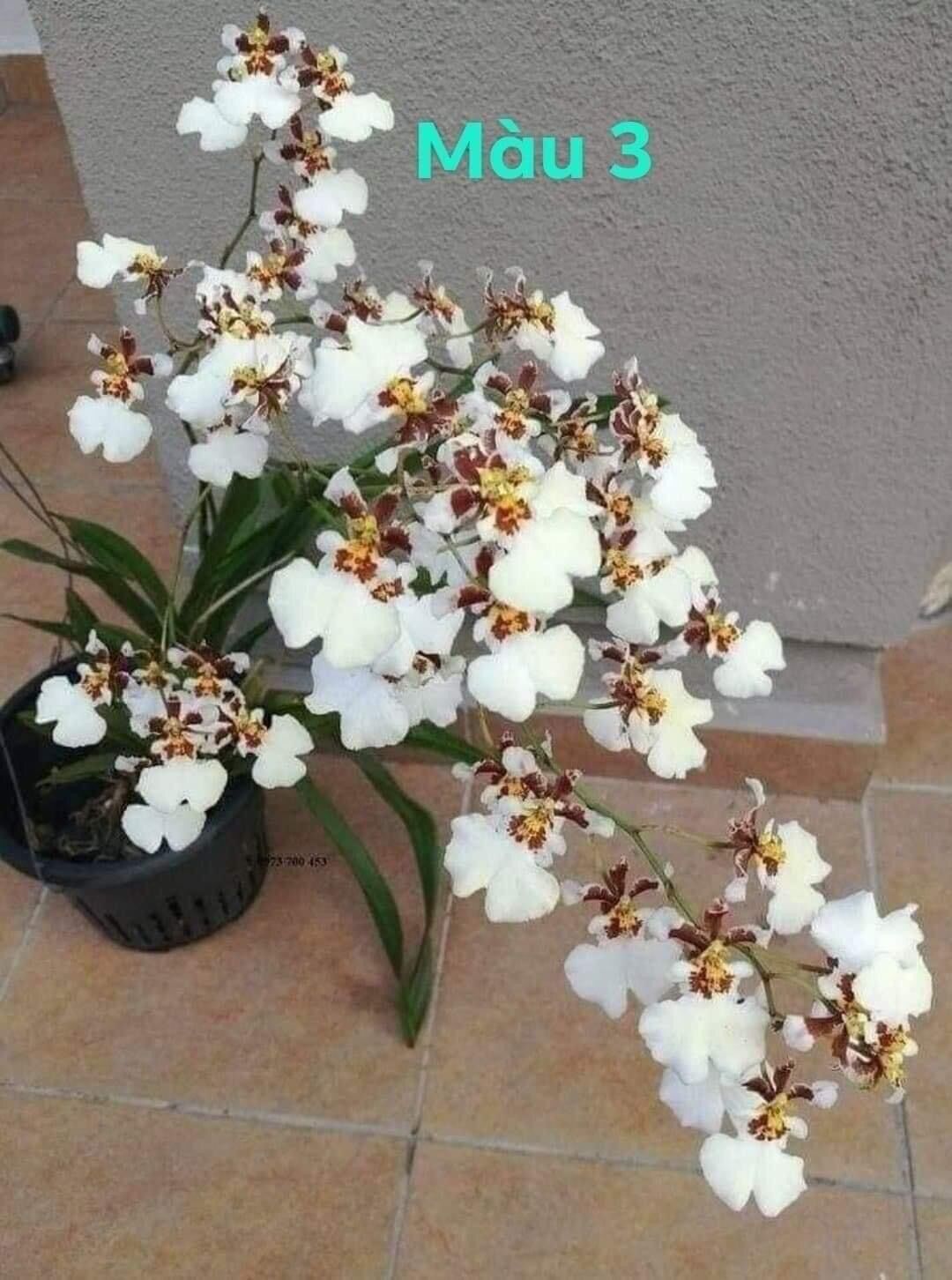 Hoa lan vũ nữ hàm cá mập