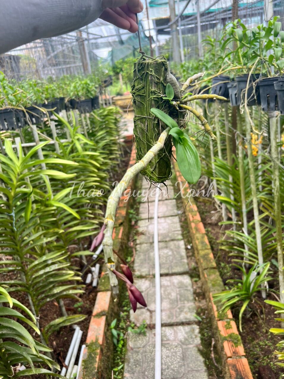 Trầm bảng đang nụ (mùa hoa tháng 1–3)