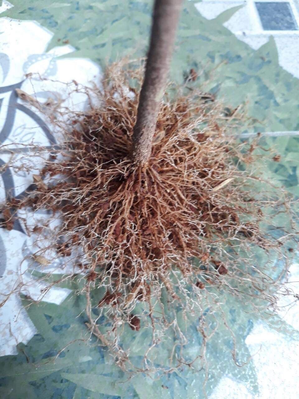 Siêu kích rễ