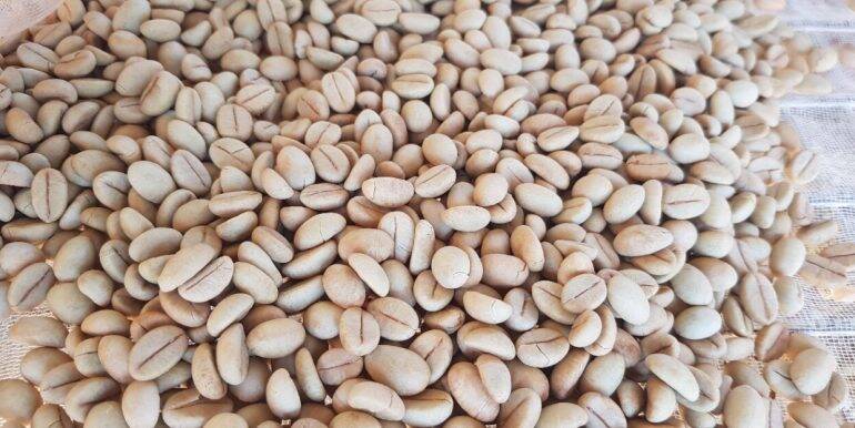 1kg hạt giống cà phê XANH LÙN (hạt tuyển bảo hành)