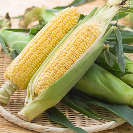 Hạt giống Bắp Mỹ Bantam