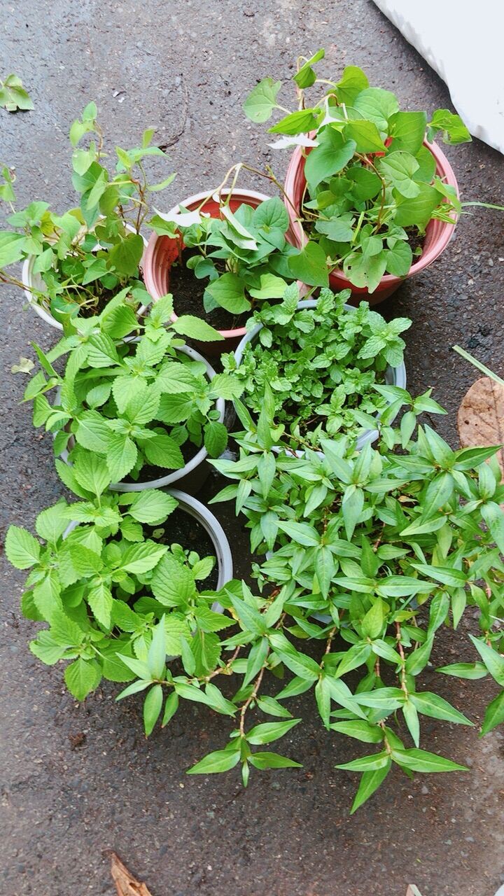 Rau Thơm Các Loại (30k/chậu)