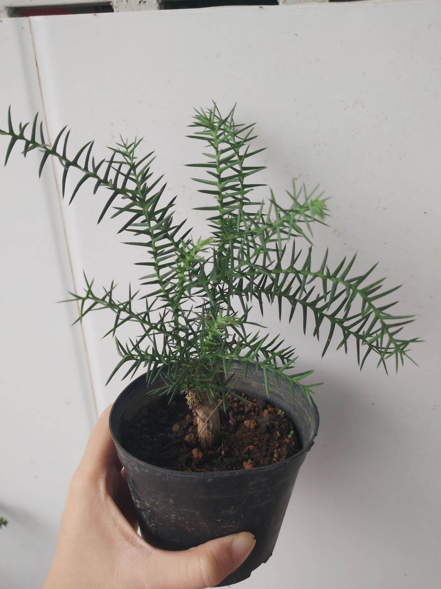 Cây tùng bồng lai (xương cá)