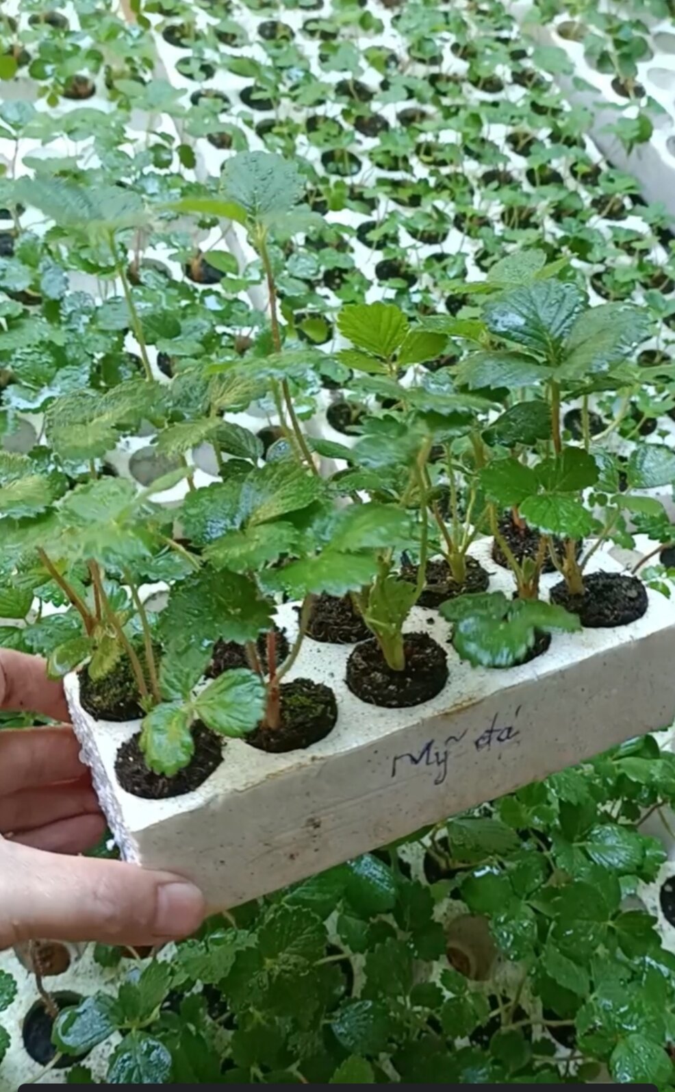 Dâu tây MỸ ĐÁ ( combo 10 cây mô vỉ - chuẩn giống)