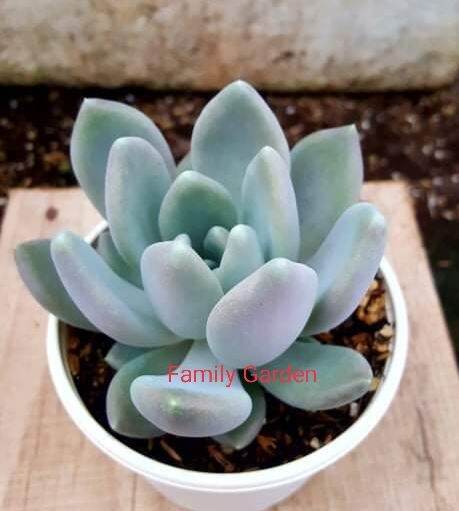 Sen đá sỏi nâu size trung 🌵 lỗi 1 đổi 1 ❄️